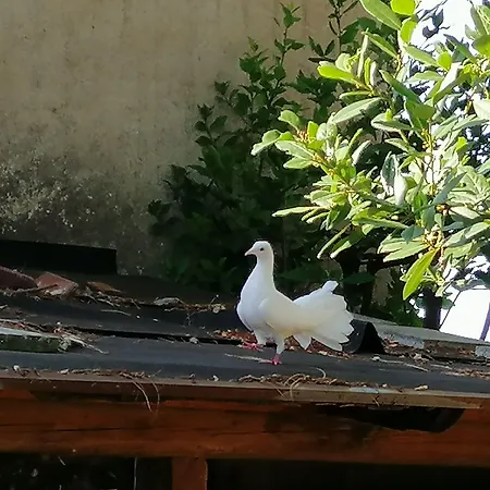 Fattoria Camilla Calzaiolo